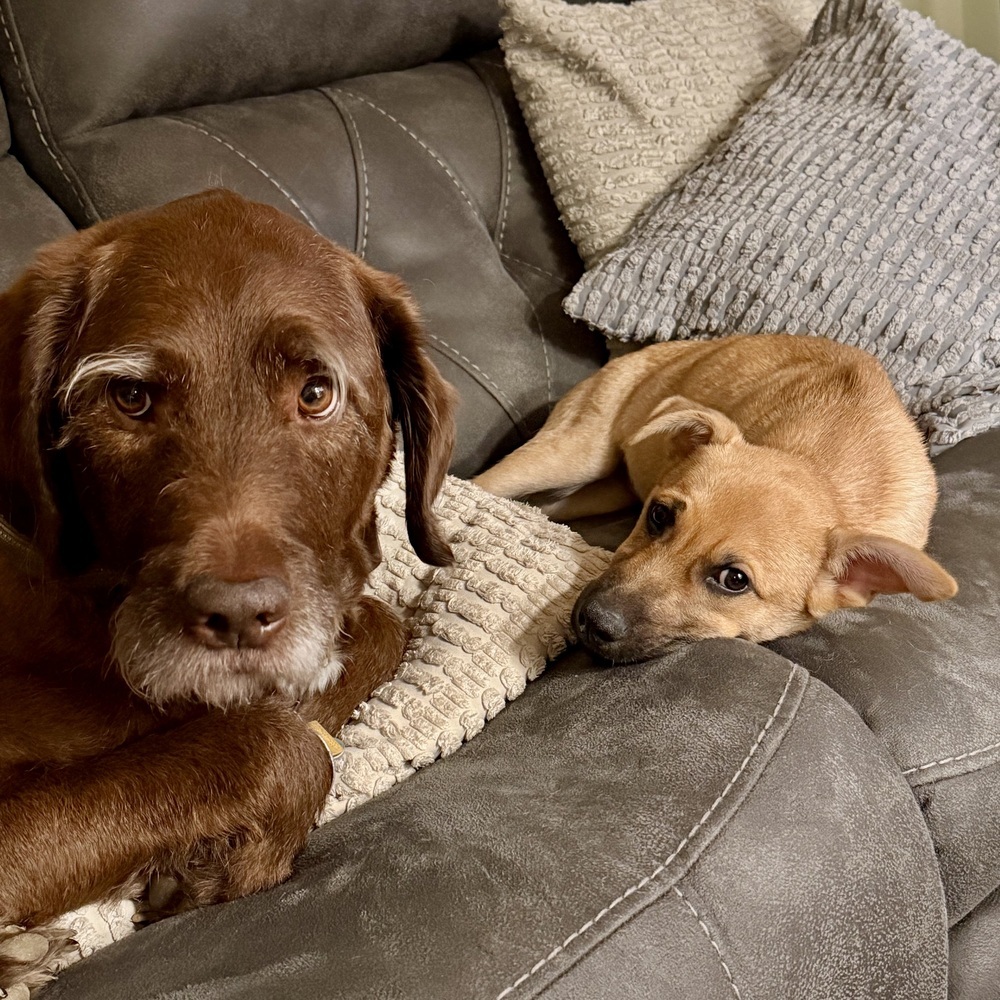 Brownie (Kya's Litter)
