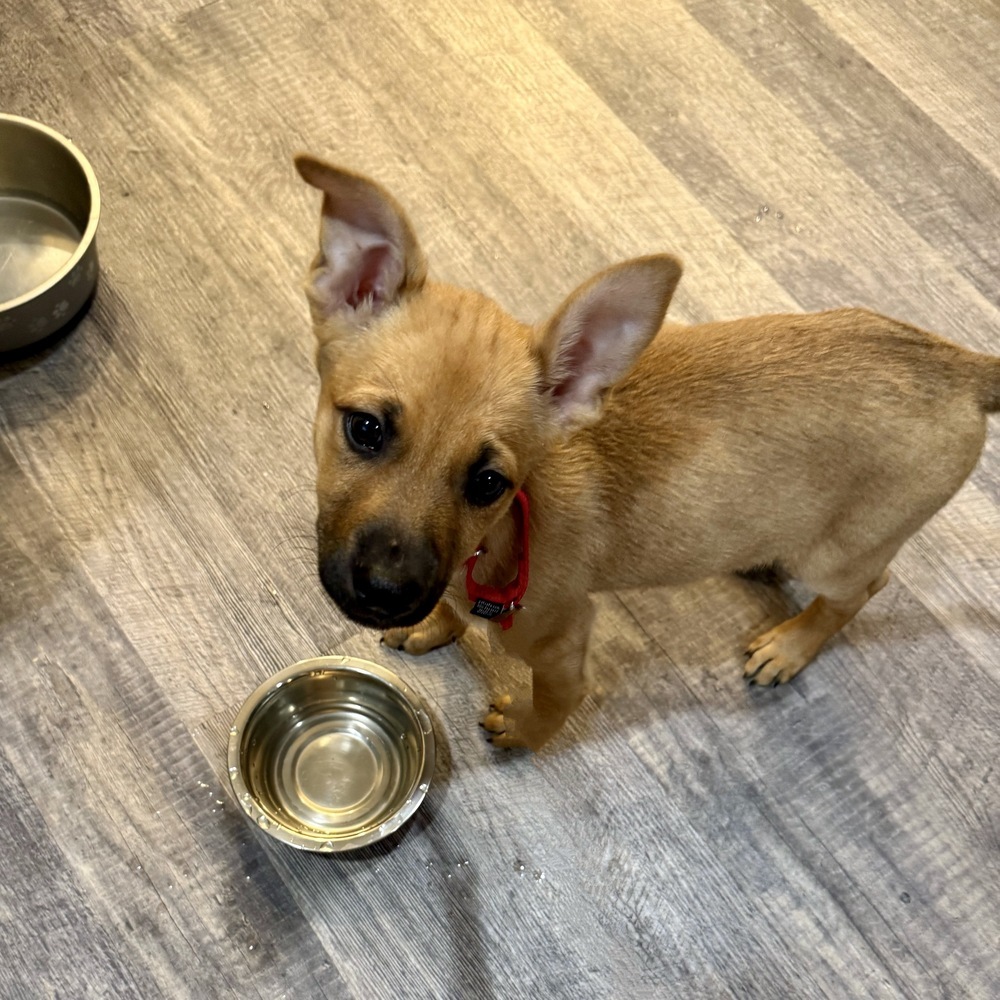 Brownie (Kya's Litter)