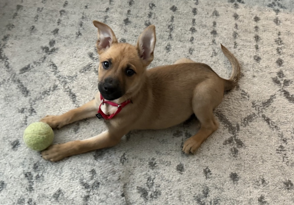 Brownie (Kya's Litter)