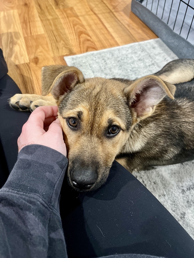 Maverick (Kya's Litter)