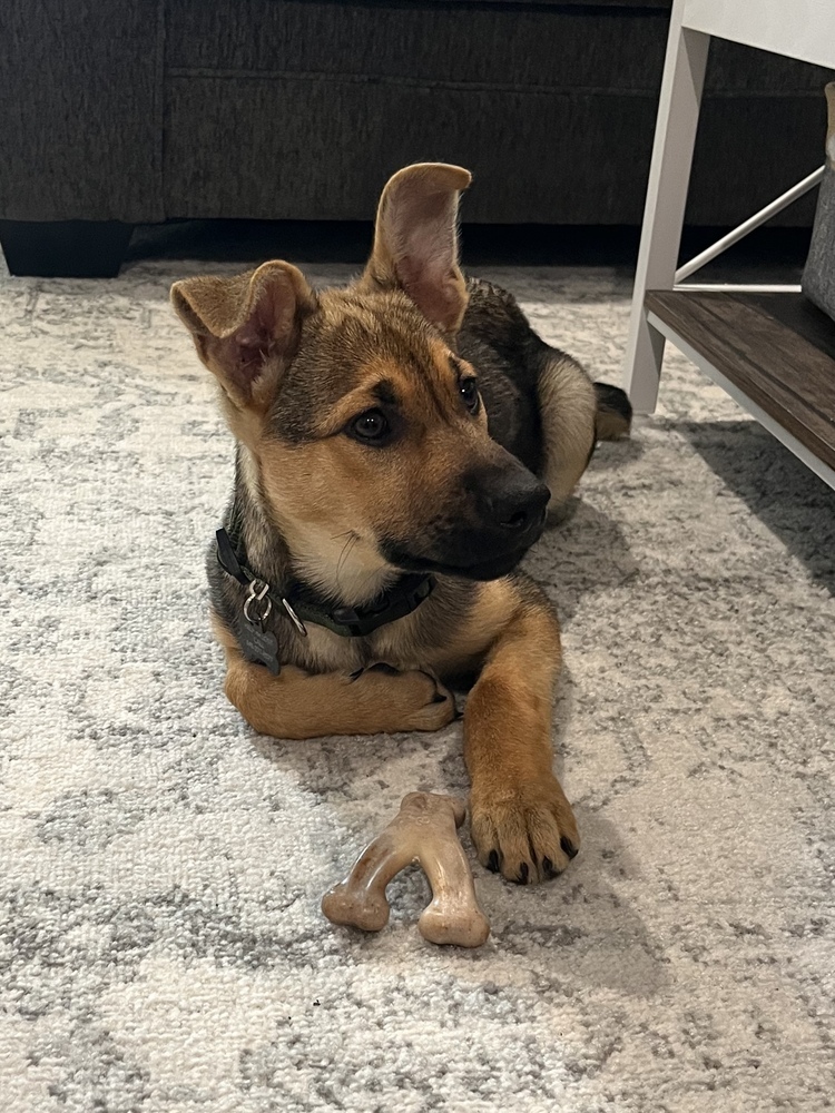 Maverick (Kya's Litter)