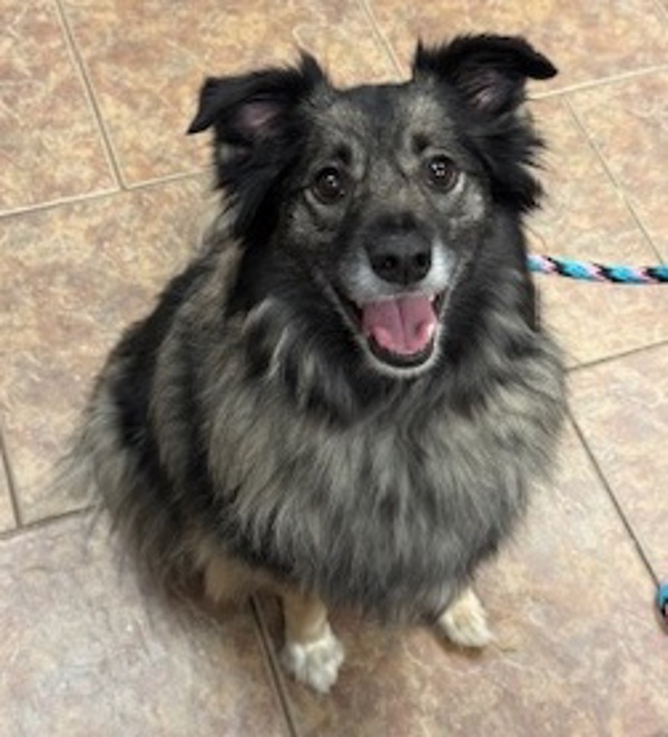 Ellie, an adoptable Australian Shepherd, Keeshond in Littleton, CO, 80120 | Photo Image 1