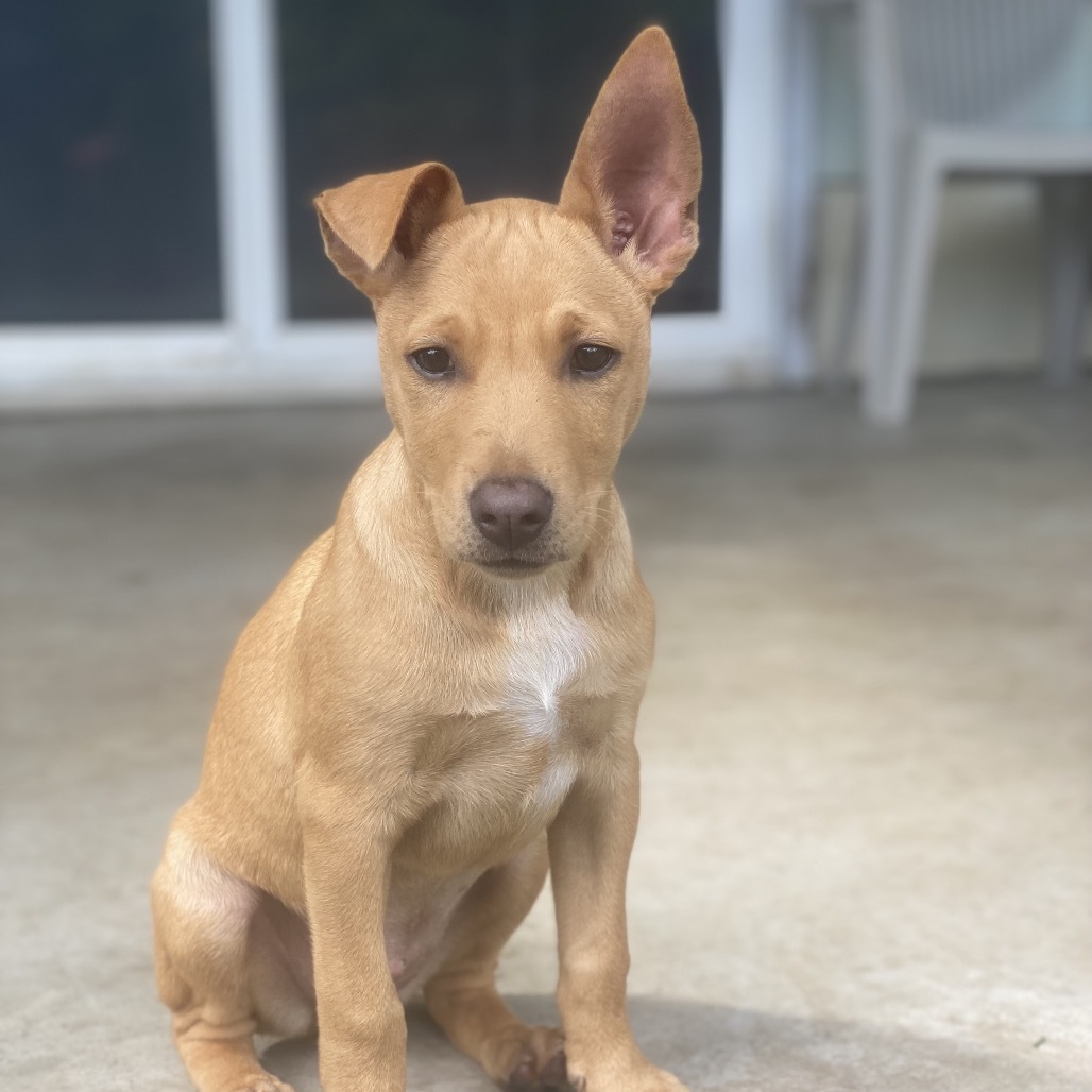 Tinkerbell, an adoptable Mixed Breed in Keaau, HI, 96749 | Photo Image 1