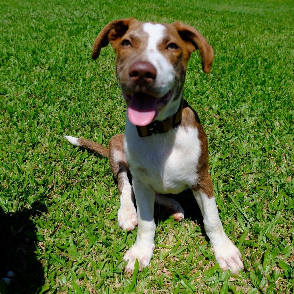 (Uni) AIR-Stray-11733, an adoptable Mixed Breed in Keaau, HI, 96749 | Photo Image 1