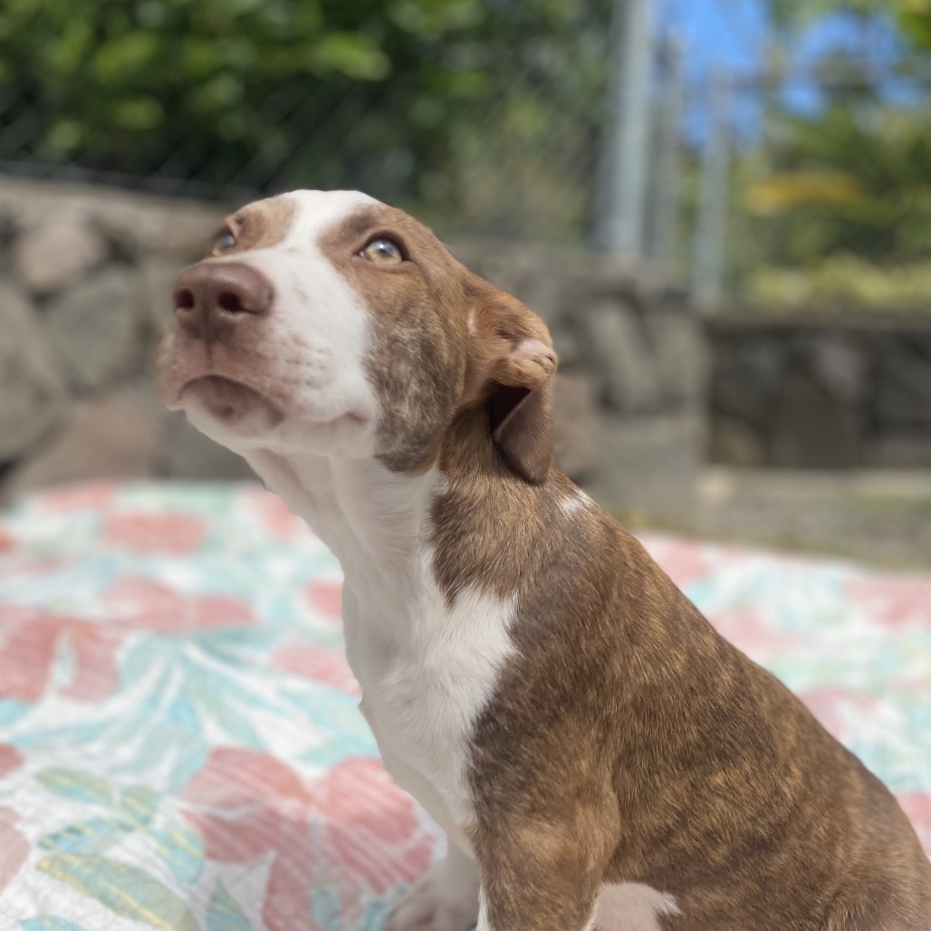 (Uni) AIR-Stray-11733, an adoptable Mixed Breed in Keaau, HI, 96749 | Photo Image 2