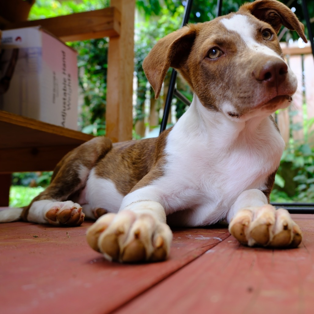 (Uni) AIR-Stray-11733, an adoptable Mixed Breed in Keaau, HI, 96749 | Photo Image 3