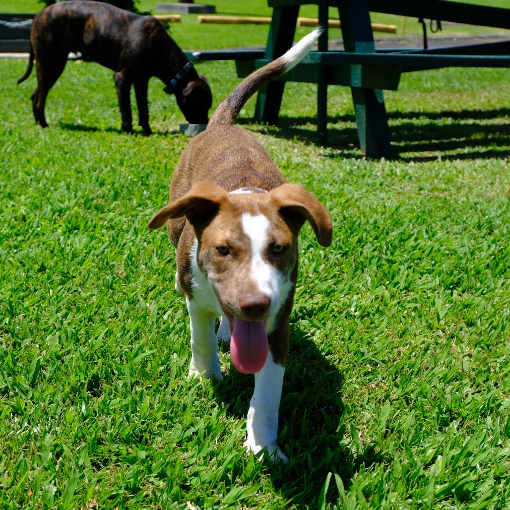 (Uni) AIR-Stray-11733, an adoptable Mixed Breed in Keaau, HI, 96749 | Photo Image 4