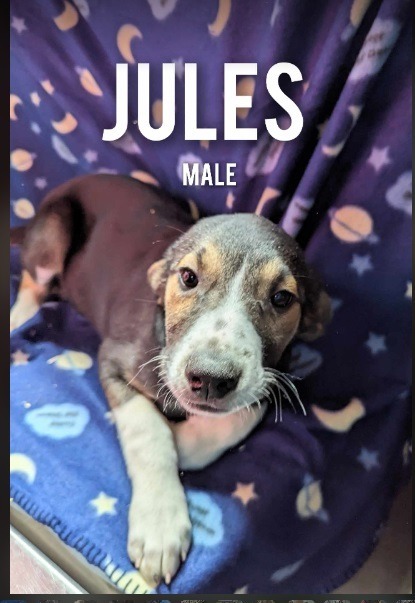 Jules