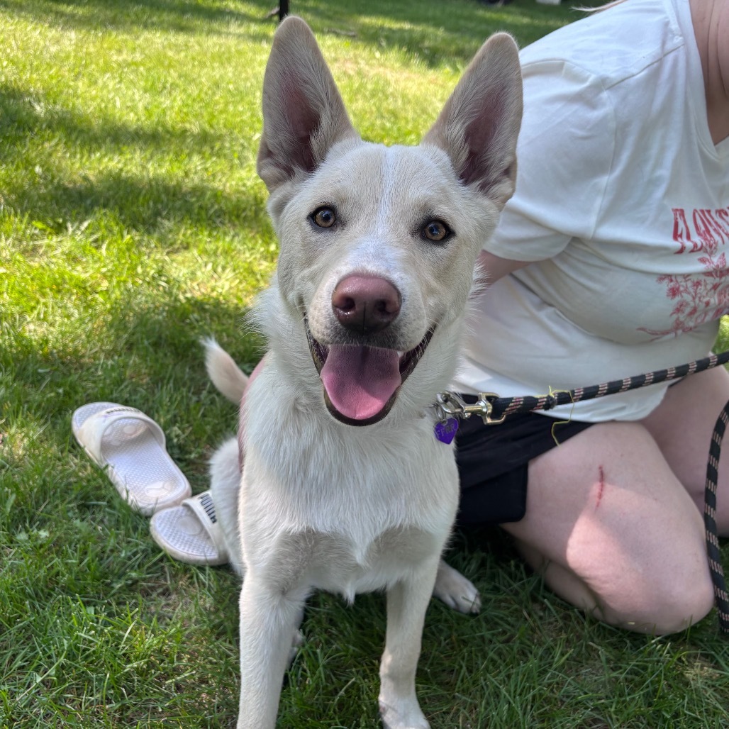 Dozer, an adoptable Mixed Breed in Bismarck, ND, 58507 | Photo Image 1