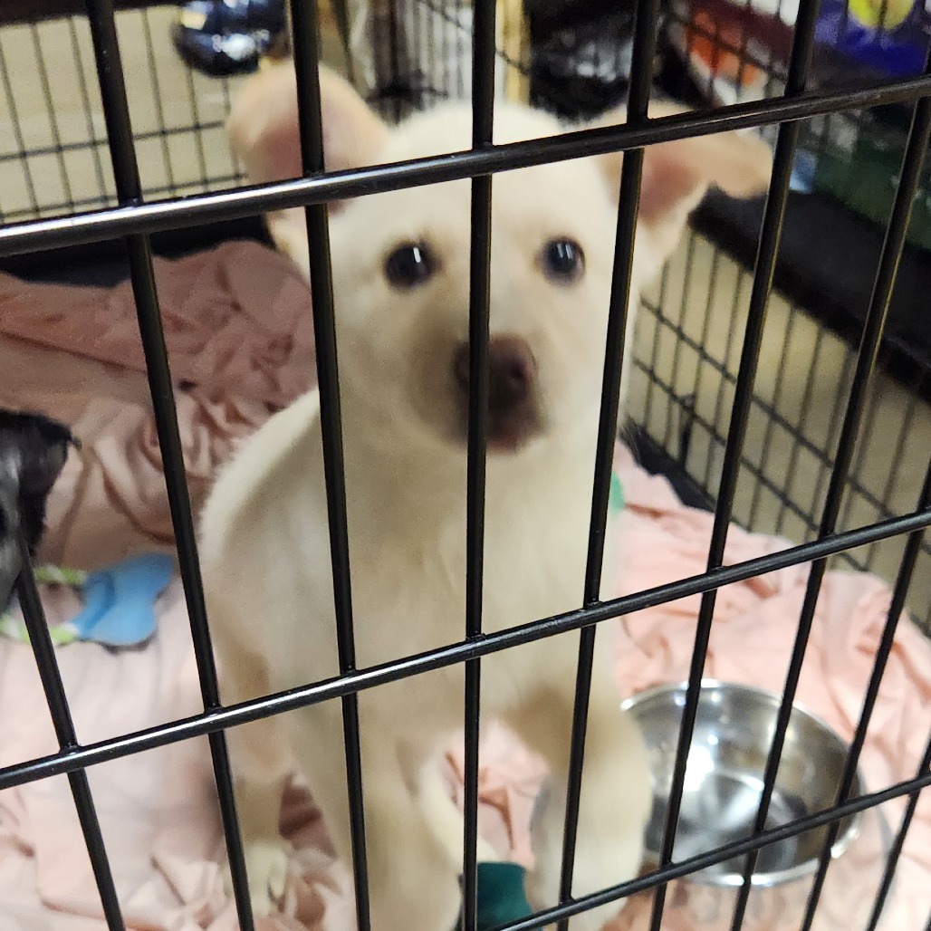 Dozer, an adoptable Mixed Breed in Bismarck, ND, 58507 | Photo Image 2