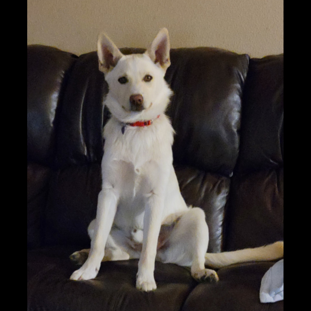 Dozer, an adoptable Mixed Breed in Bismarck, ND, 58507 | Photo Image 4