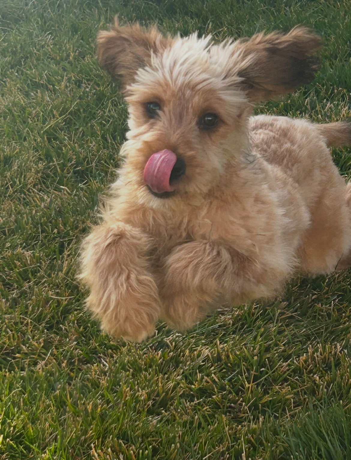 Tramp (427), an adoptable Goldendoodle in Yucaipa, CA, 92399 | Photo Image 1