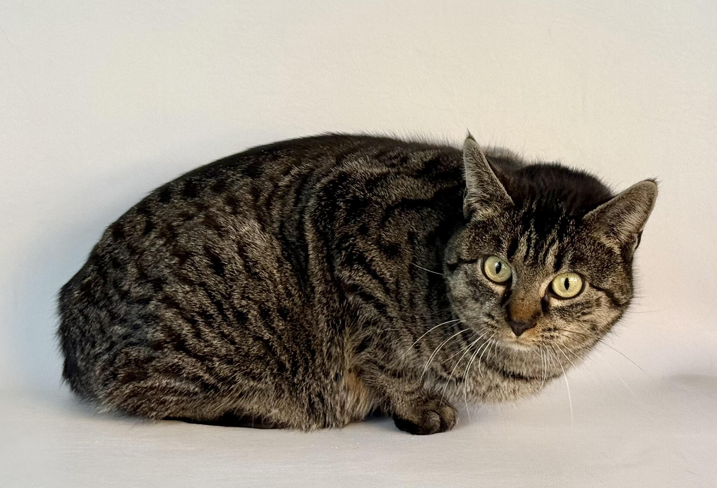 Scarlet, an adoptable Domestic Short Hair in Dillon, MT, 59725 | Photo Image 1