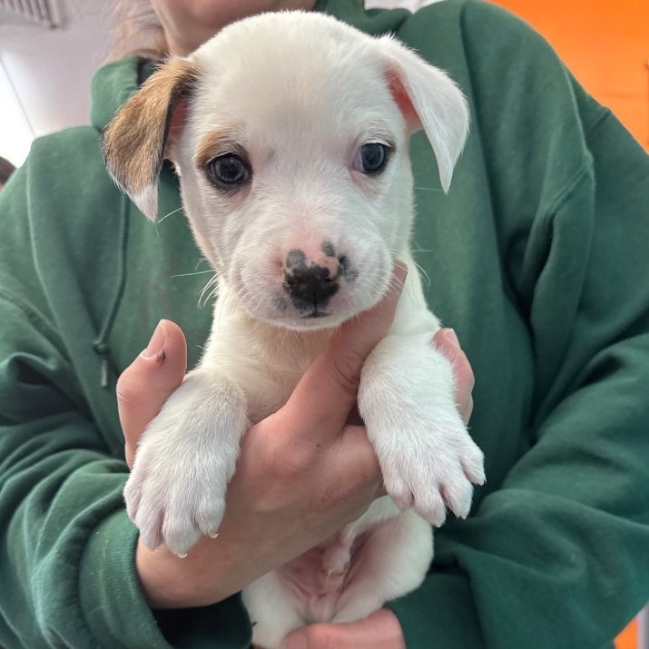 Puppy Patch_1HashBrown, an adoptable Australian Shepherd, Mixed Breed in Crandon, WI, 54520 | Photo Image 2