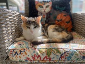 Charlotte Domestic Short Hair Cat