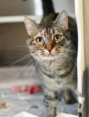 Willow, Young Female Domestic Short Hair