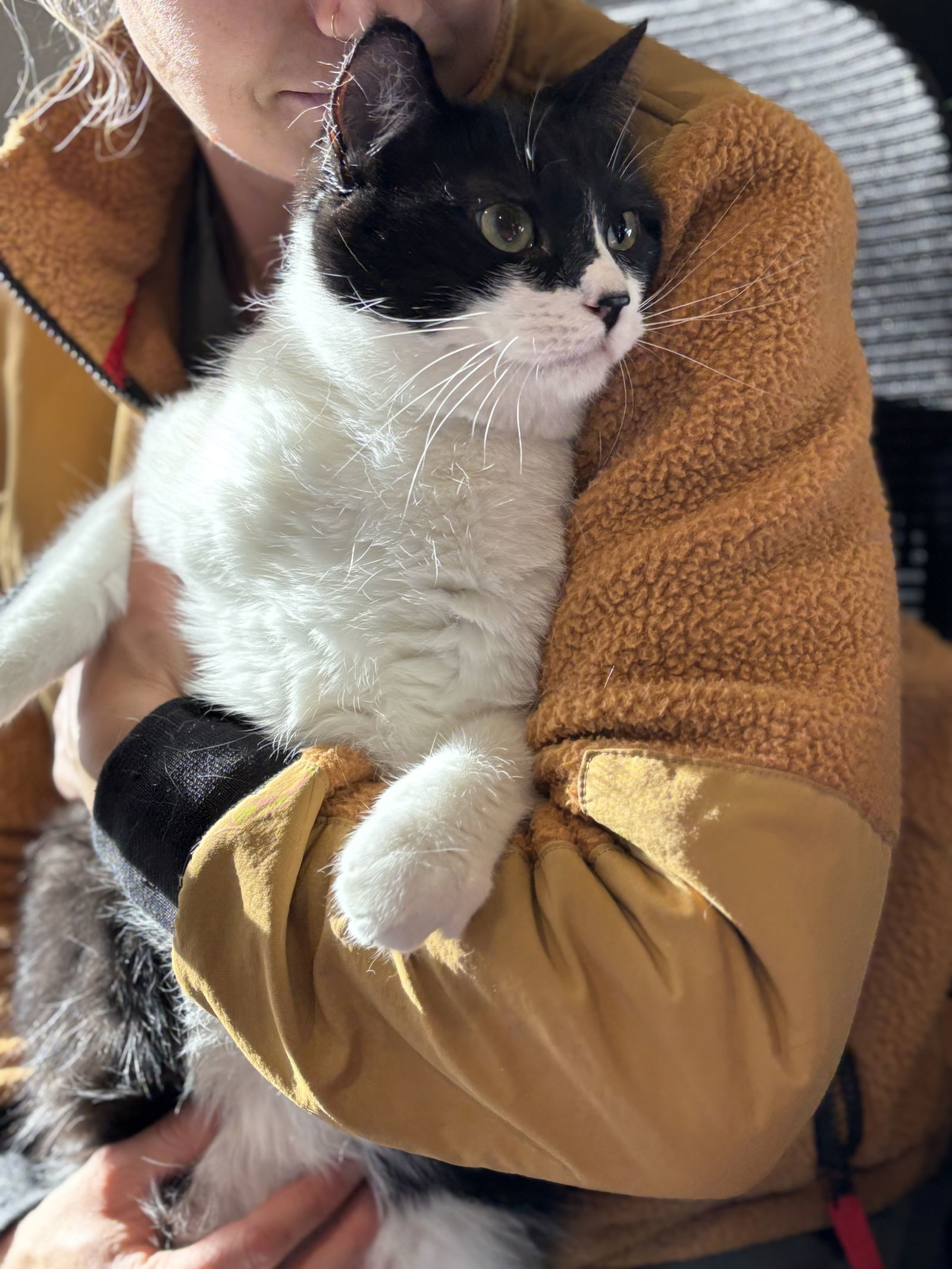 Toonces, an adoptable Domestic Short Hair in Fort Collins, CO, 80524 | Photo Image 1