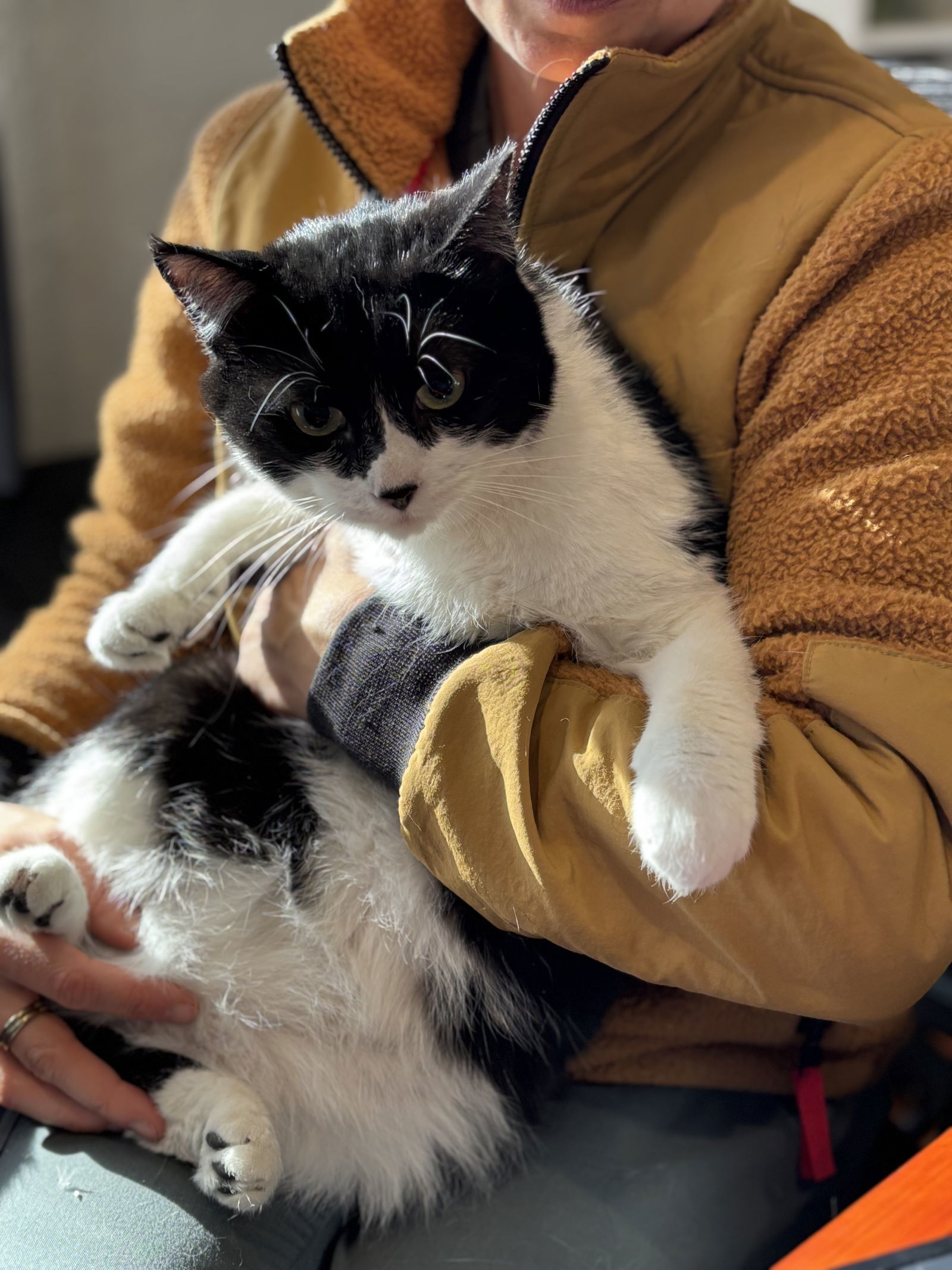 Toonces, an adoptable Domestic Short Hair in Fort Collins, CO, 80524 | Photo Image 2