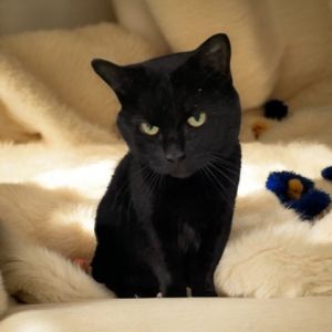Prego (Prgo), Adult Female Domestic Short Hair