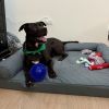 Samson photo 1
