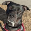 Samson photo 4