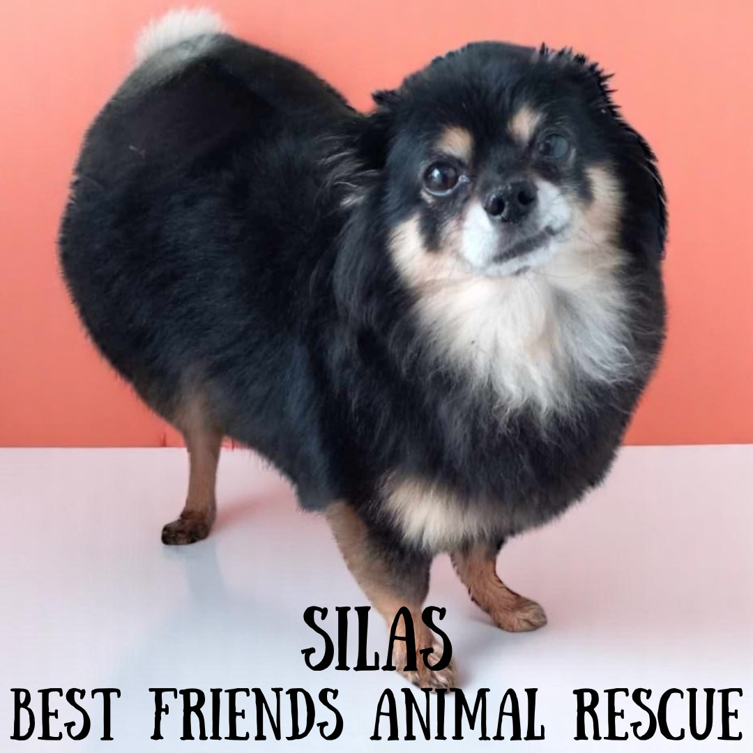 Silas, an adoptable Dachshund, Pomeranian in Wasilla, AK, 99654 | Photo Image 1