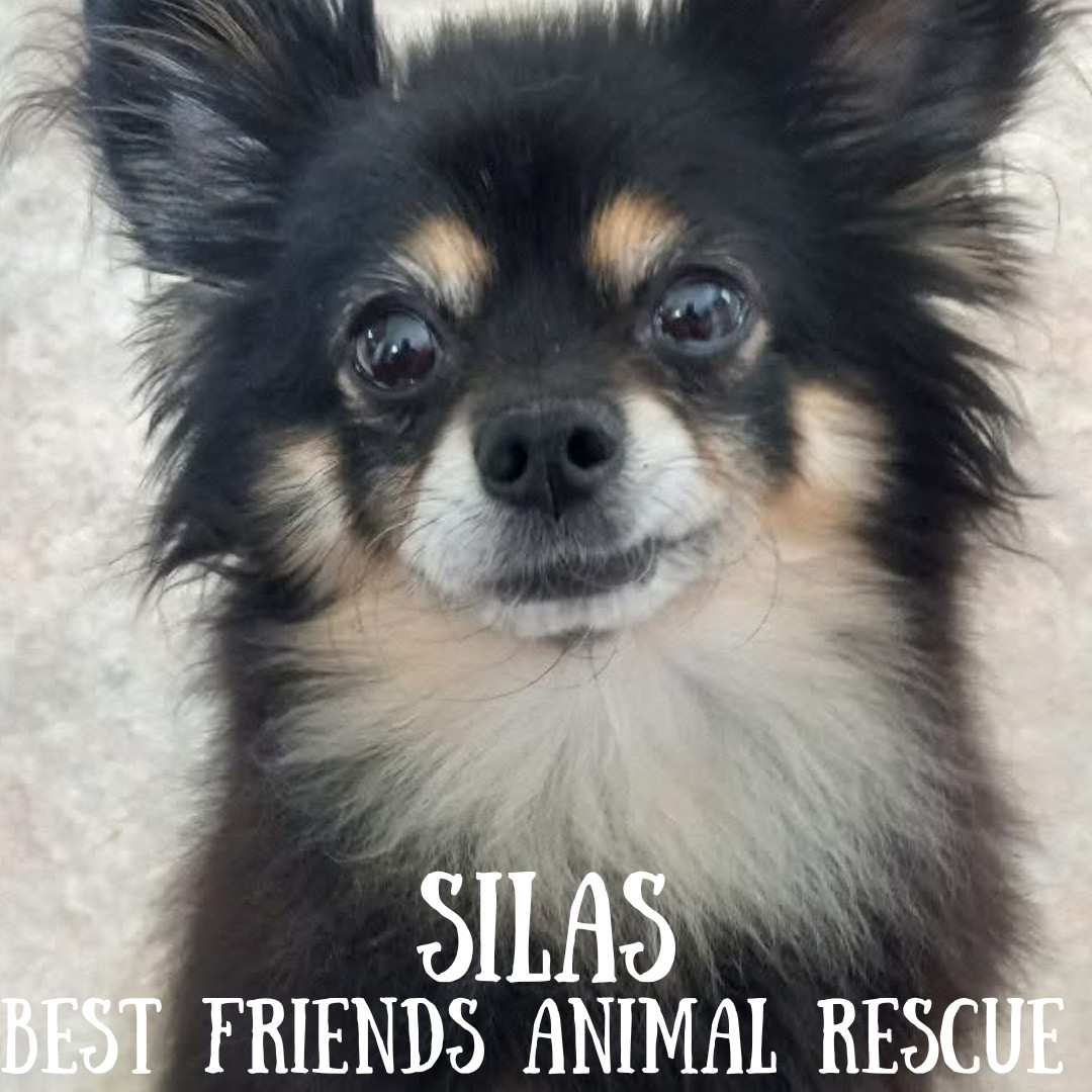 Silas, an adoptable Pomeranian in Wasilla, AK, 99654 | Photo Image 1
