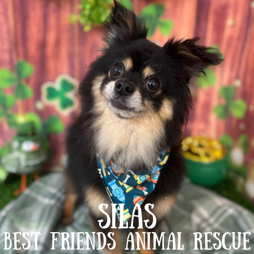 Silas, an adoptable Dachshund, Pomeranian in Wasilla, AK, 99654 | Photo Image 2