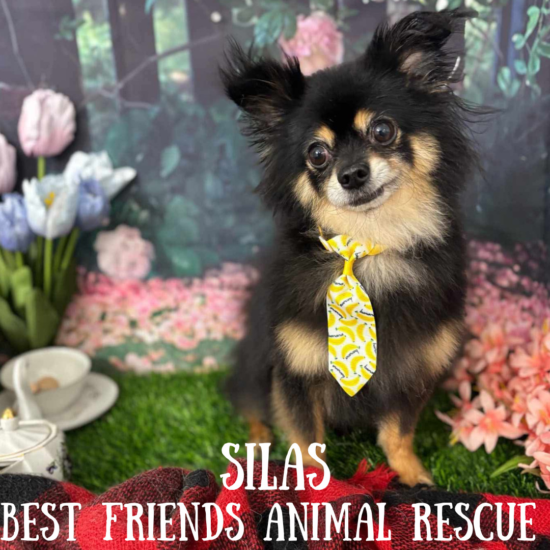 Silas, an adoptable Pomeranian in Wasilla, AK, 99654 | Photo Image 2