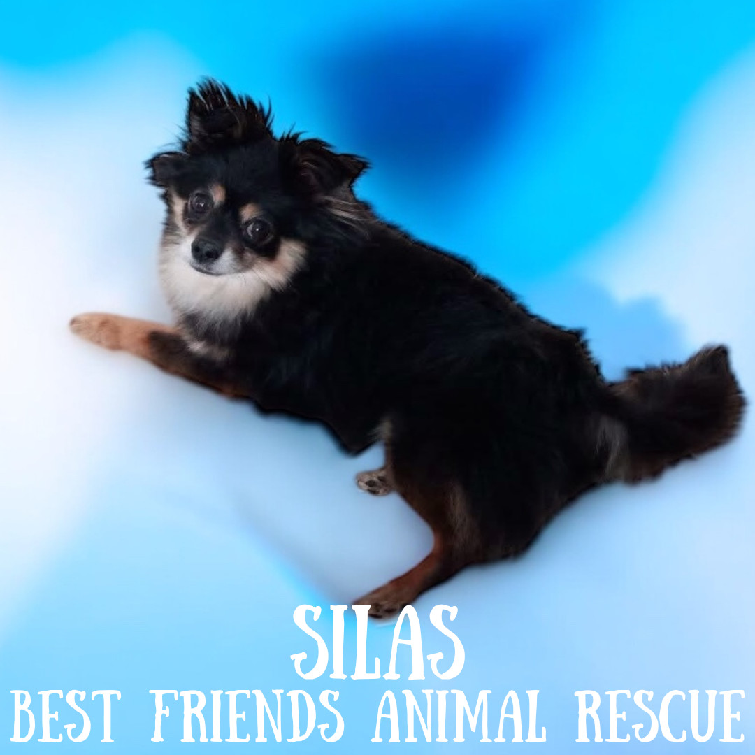 Silas, an adoptable Dachshund, Pomeranian in Wasilla, AK, 99654 | Photo Image 3