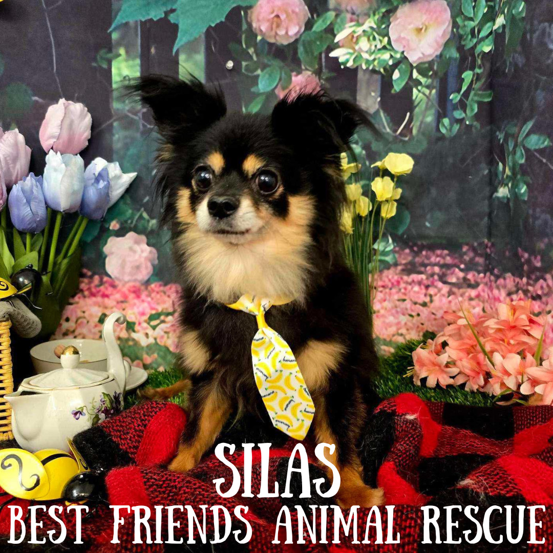 Silas, an adoptable Dachshund, Pomeranian in Wasilla, AK, 99654 | Photo Image 3