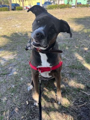 Ella Jane *, Adult Female unknown