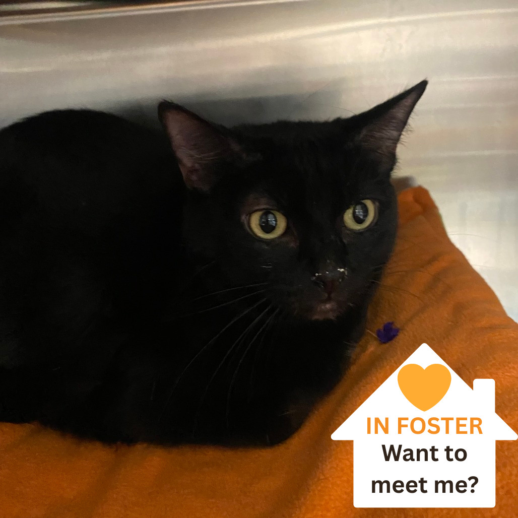 Mars, an adoptable Domestic Short Hair in Salt Lake City, UT, 84106 | Photo Image 1