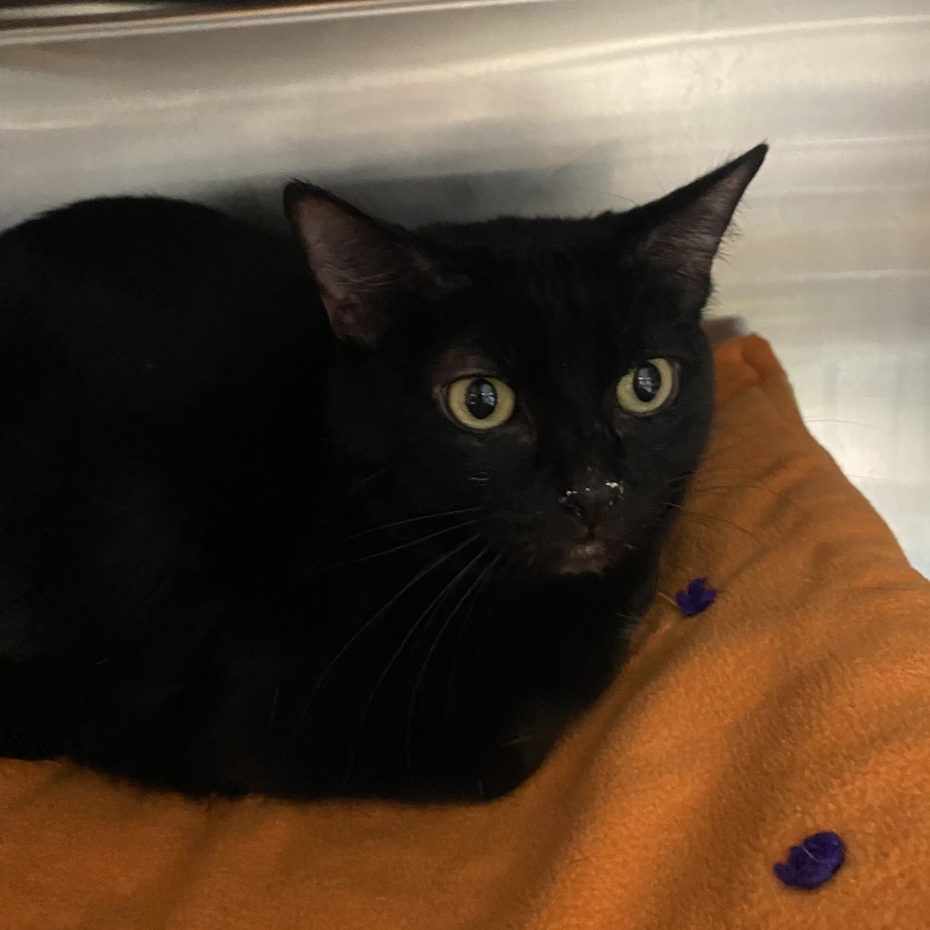 Mars, an adoptable Domestic Short Hair in Salt Lake City, UT, 84106 | Photo Image 2