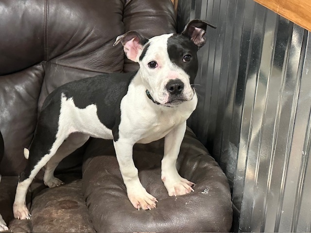 Oreo (from NY)
