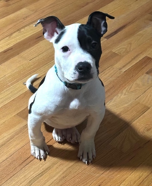 Oreo (from NY)