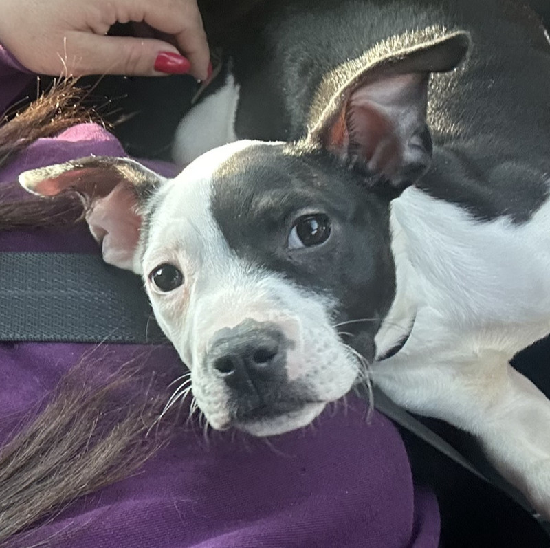Oreo (from NY)