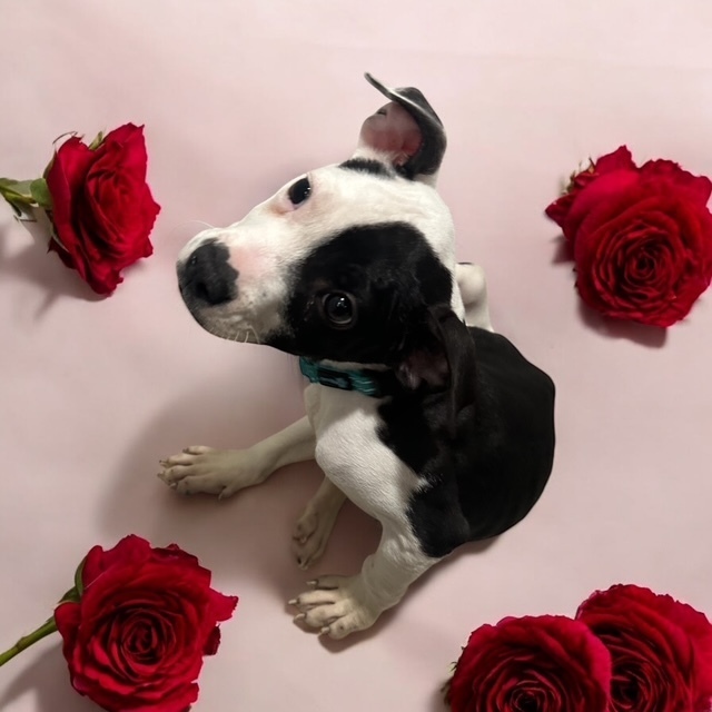 Oreo (from NY)