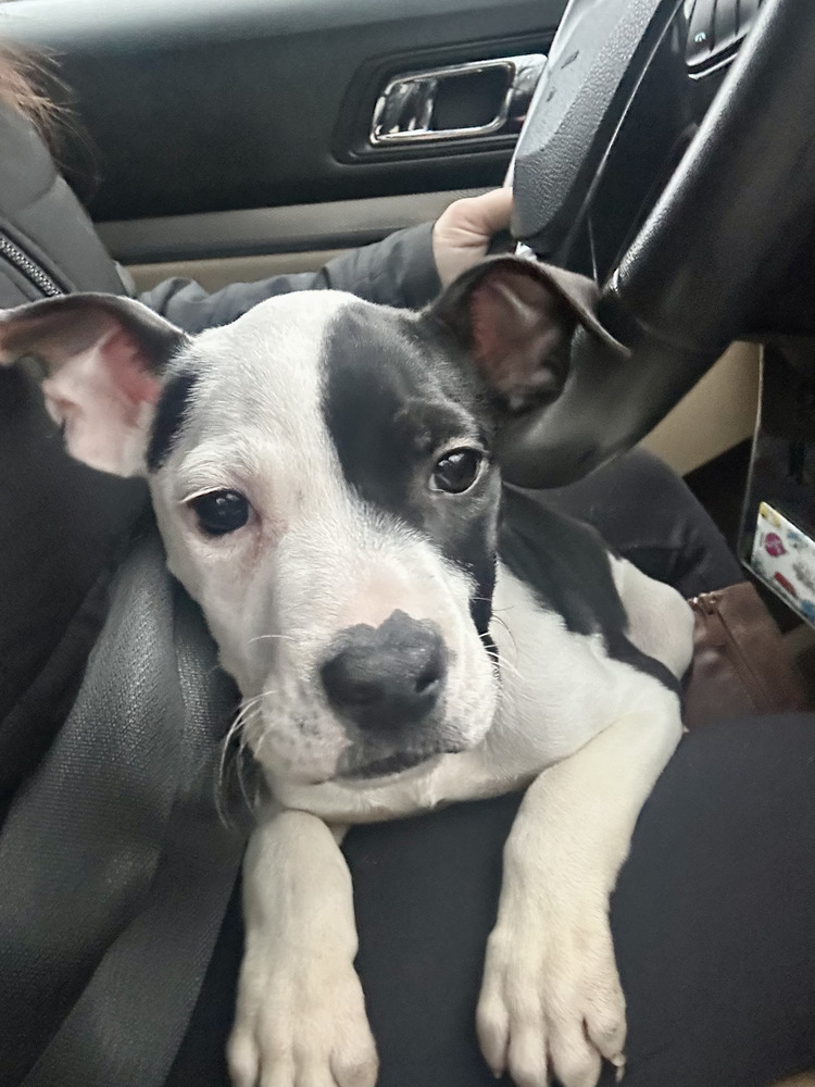 Oreo (from NY)