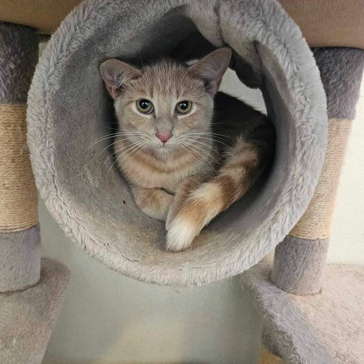 24-119/Rachel, an adoptable Domestic Short Hair in Tawas City, MI, 48763 | Photo Image 1