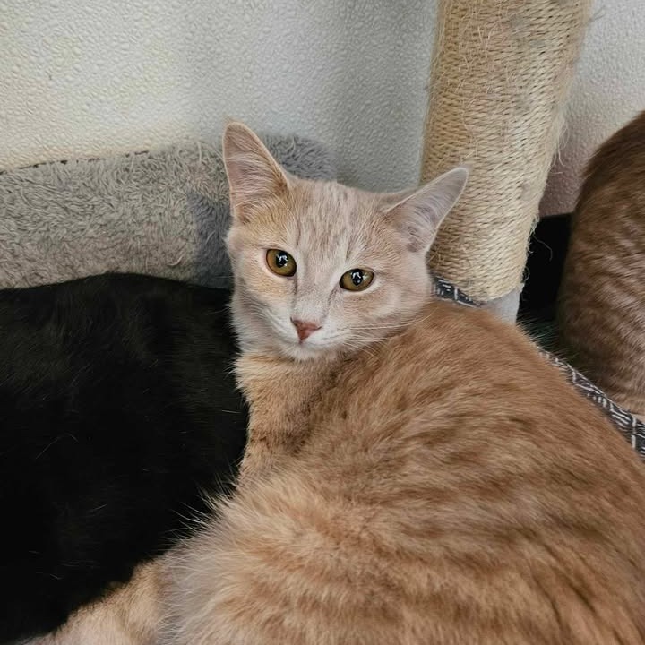 24-117/Ross, an adoptable Domestic Short Hair in Tawas City, MI, 48763 | Photo Image 1