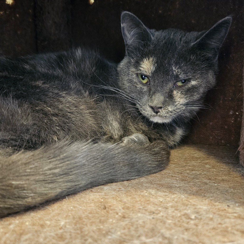 24-070/Kitty/Grumpy, an adoptable Domestic Short Hair in Tawas City, MI, 48763 | Photo Image 1