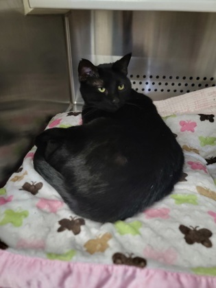 Velvet, an adoptable Domestic Short Hair in Fergus Falls, MN, 56537 | Photo Image 1