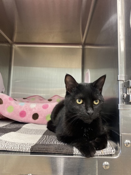 Trixie, an adoptable Domestic Short Hair in Fergus Falls, MN, 56537 | Photo Image 1