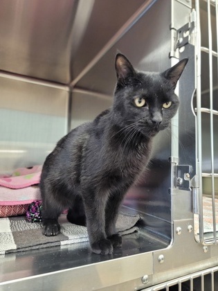 Trixie, an adoptable Domestic Short Hair in Fergus Falls, MN, 56537 | Photo Image 2