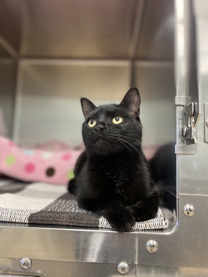 Trixie, an adoptable Domestic Short Hair in Fergus Falls, MN, 56537 | Photo Image 3
