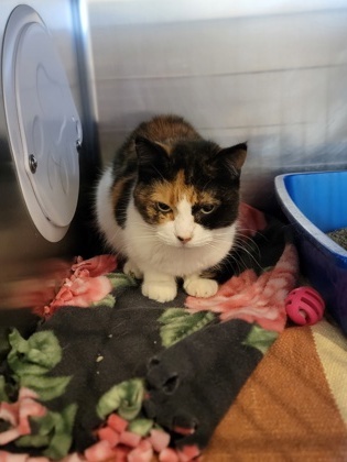 Starla, an adoptable Domestic Short Hair in Fergus Falls, MN, 56537 | Photo Image 1