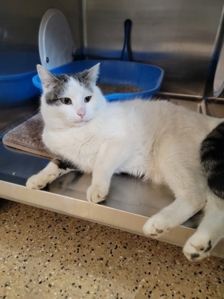 Blowfish, an adoptable Domestic Short Hair in Fergus Falls, MN, 56537 | Photo Image 1