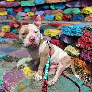 Meet Smudge a charming 5-year-old low rider bully mix weighing approx 40 lbs His foster parents s