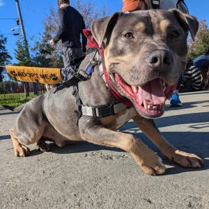 Rue is a volunteer favorite He is a 58lb sweet and energetic good boy who is people-friendly and wo